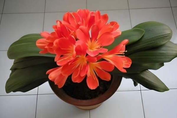 君子兰如何换盆，换盆前先根据盆土的量提前断水