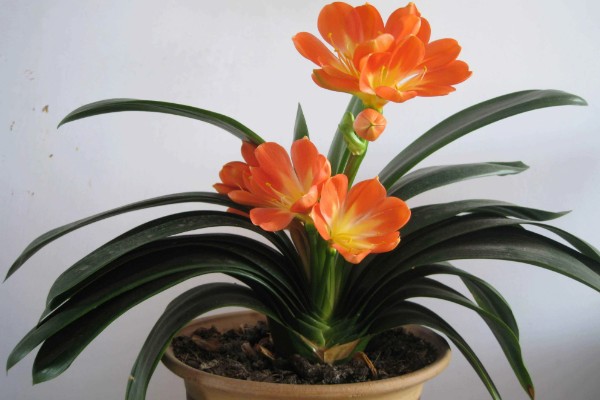 君子兰如何换盆，换盆前先根据盆土的量提前断水