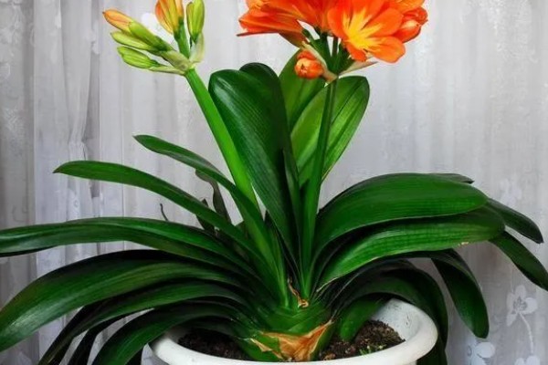 君子兰如何换盆，换盆前先根据盆土的量提前断水