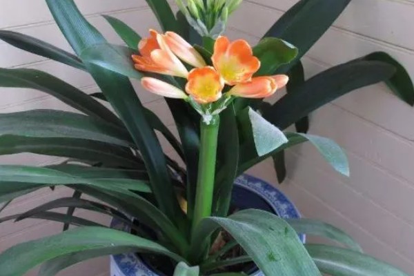 君子兰如何换盆，换盆前先根据盆土的量提前断水