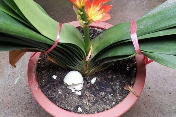 君子兰如何换盆，换盆前先根据盆土的量提前断水