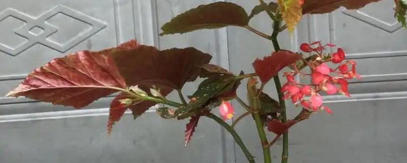 竹节海棠如何摘心，可在春季进行