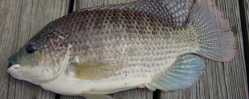 哪种罗非鱼比较好，以下5个品种具有良好的品质