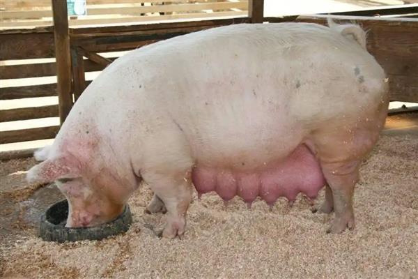 母猪流产的原因及解决方法，可能是得了蓝耳病、伪狂犬病等