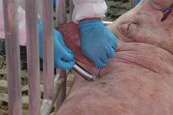 母猪流产的原因及解决方法，可能是得了蓝耳病、伪狂犬病等