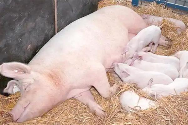 母猪流产的原因及解决方法，可能是得了蓝耳病、伪狂犬病等