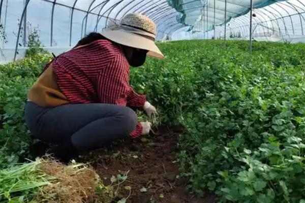 香菜能否反复采摘，外层叶子可以反复摘取