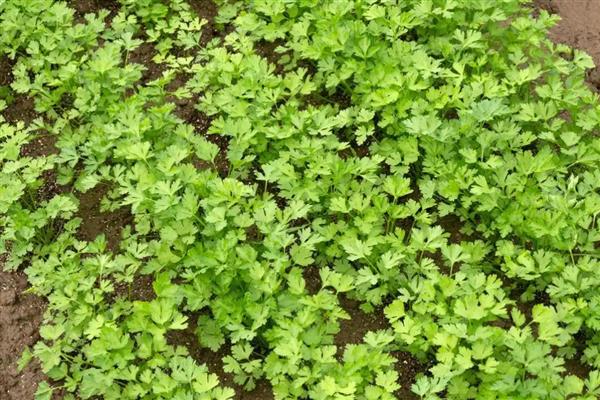 香菜能否反复采摘，外层叶子可以反复摘取