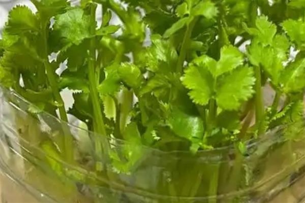 香菜能否反复采摘，外层叶子可以反复摘取