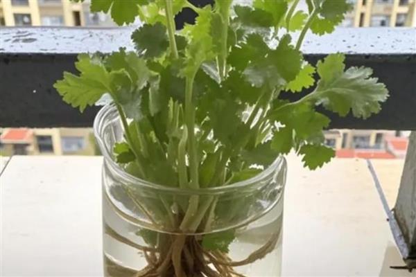 香菜能否反复采摘，外层叶子可以反复摘取