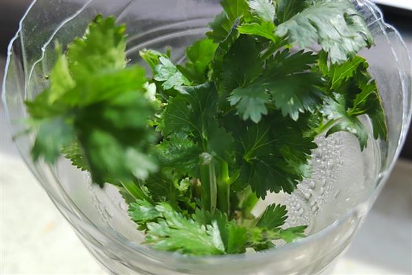 香菜能否反复采摘，外层叶子可以反复摘取