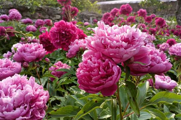 芍药花有什么寓意,寓意惜别、害羞等