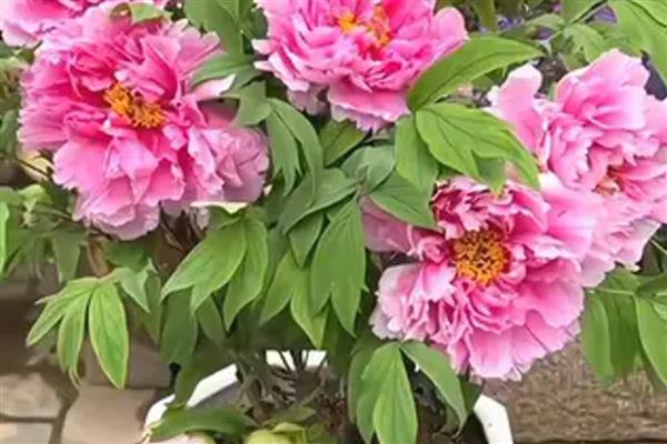 芍药花有什么寓意,寓意惜别、害羞等