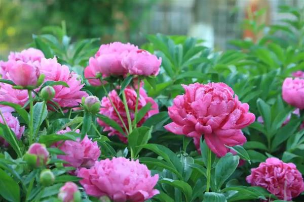 芍药花有什么寓意,寓意惜别、害羞等