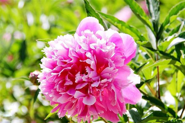 芍药花有什么寓意,寓意惜别、害羞等