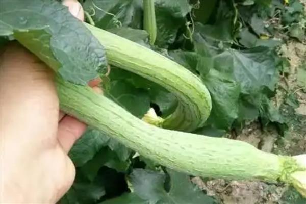 丝瓜畸形的原因，可能是昼夜温差过大所致