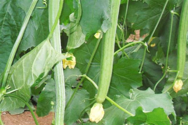 丝瓜畸形的原因，可能是昼夜温差过大所致