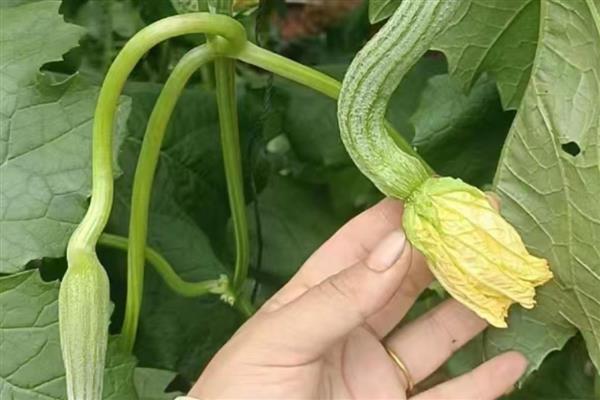 丝瓜畸形的原因，可能是昼夜温差过大所致