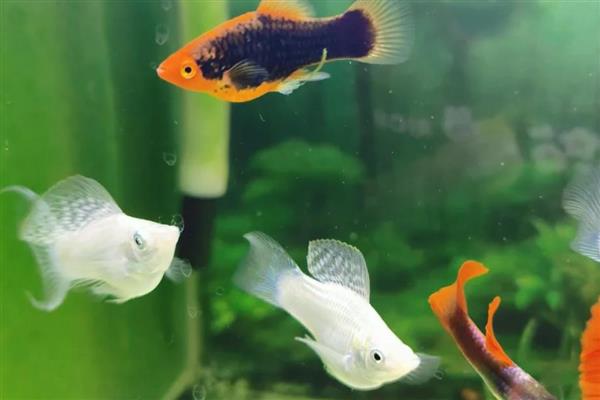 孔雀鱼繁殖前兆，肚子会变成微妙的方形