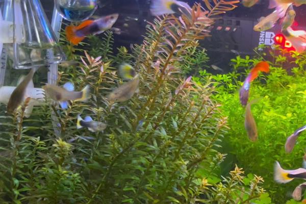 孔雀鱼繁殖前兆，肚子会变成微妙的方形