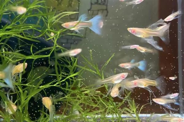 孔雀鱼繁殖前兆，肚子会变成微妙的方形