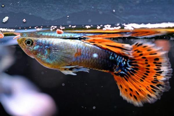 孔雀鱼繁殖前兆，肚子会变成微妙的方形