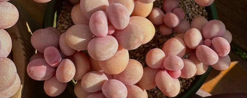 哪些多肉呈粉色，常见桃蛋、凌雪等品种