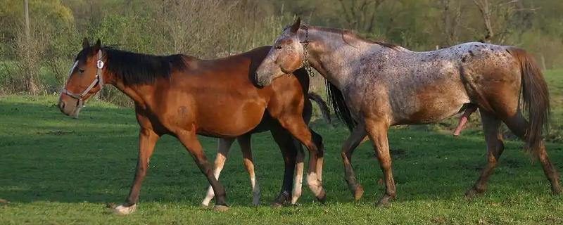 马怎样配种，可以自由交配、控制交配等
