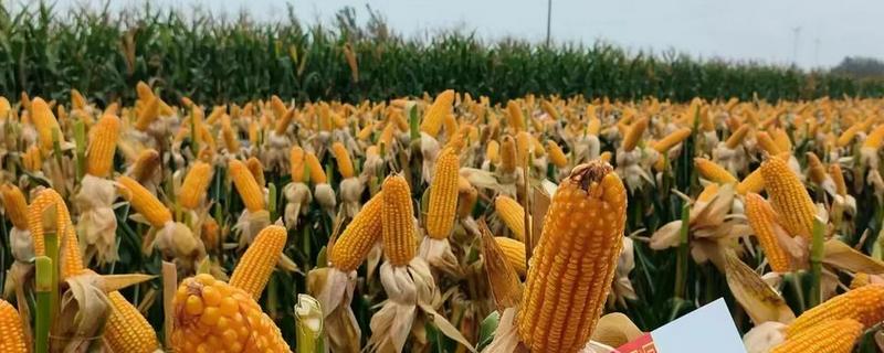 宏兴528玉米种简介，出苗至成熟127天