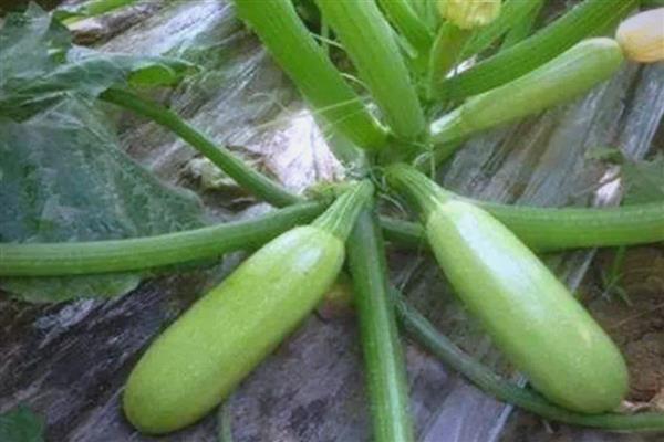 早春西葫芦的种植管理技术,要先施足基肥
