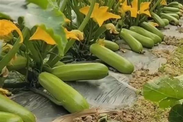 早春西葫芦的种植管理技术,要先施足基肥