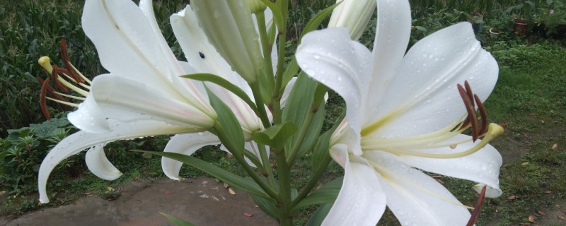 百合花快蔫了如何救活，一定要确保充足的光照