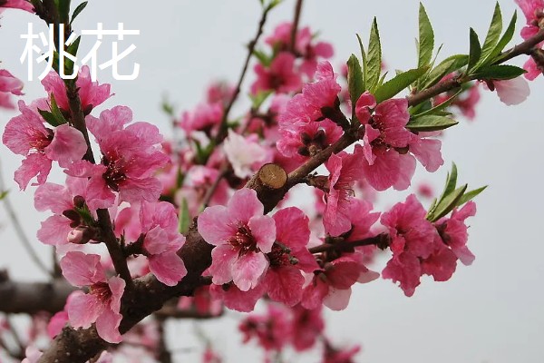 桃花樱花梅花的区别，桃花和樱花无香味、梅花香味浓郁