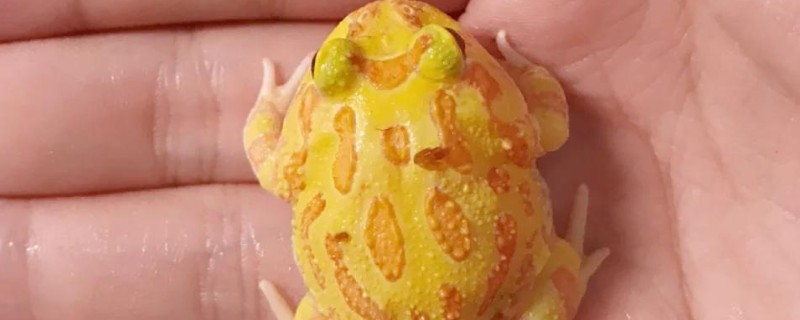 角蛙吃什么食物,可以吃小鱼、蝗虫、面包虫等