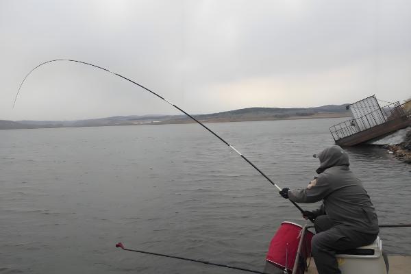 酒米打窝死窝后还能活吗,酒味太浓和风浪太大一般没法活