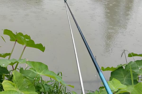 酒米打窝死窝后还能活吗,酒味太浓和风浪太大一般没法活