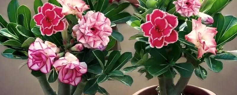 沙漠玫瑰怎么养出八爪根，生长期间每半月施加一次磷钾肥