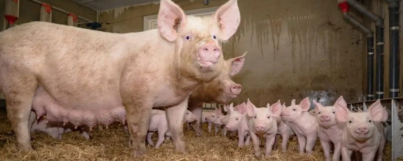 成年猪的体温多少度属正常，通常为38-39.5℃