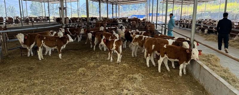 养30头牛具体投入成本预计，大概在16.8万元左右