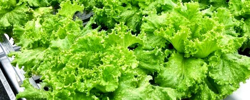 冬季可种植哪些蔬菜，菠菜、芥蓝、生菜等品种可在12月份种植