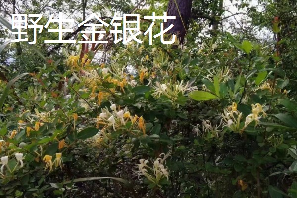野生与种植金银花的区别，花朵和颜色均不同