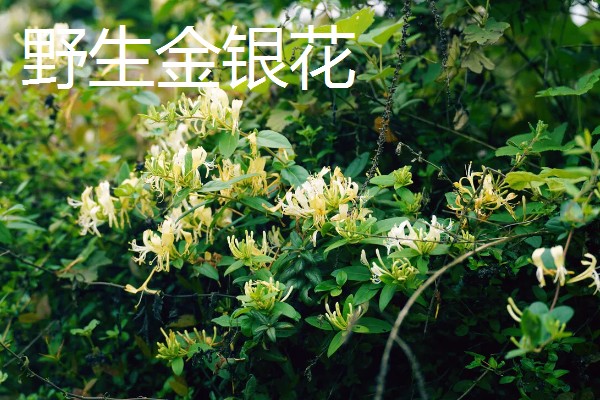 野生与种植金银花的区别，花朵和颜色均不同