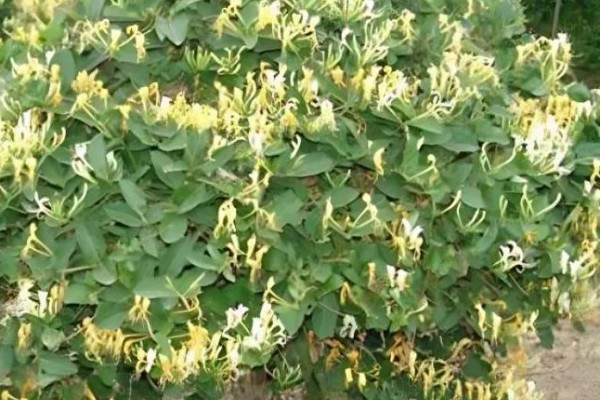 野生与种植金银花的区别，花朵和颜色均不同