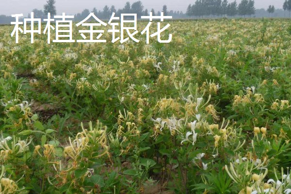 野生与种植金银花的区别，花朵和颜色均不同