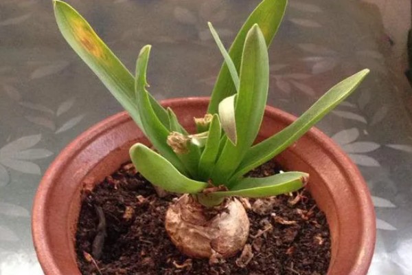 风信子叶子发黄的原因及处理方法，可能是施肥过多所致