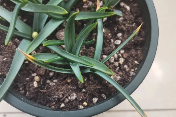 风信子叶子发黄的原因及处理方法，可能是施肥过多所致