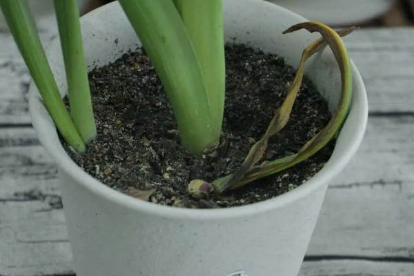 风信子叶子发黄的原因及处理方法，可能是施肥过多所致