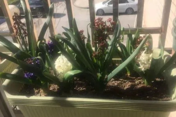 风信子叶子发黄的原因及处理方法，可能是施肥过多所致