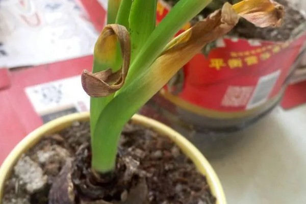 风信子叶子发黄的原因及处理方法，可能是施肥过多所致