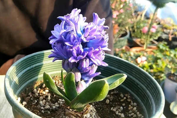 风信子叶子发黄的原因及处理方法，可能是施肥过多所致